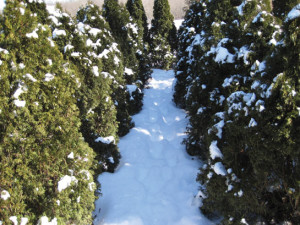 HUSONS-HedgeMaze2