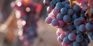 Grapes Harvest Festival Northeast Ohio