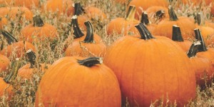 Pumpkin patch