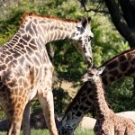 Giraffe2