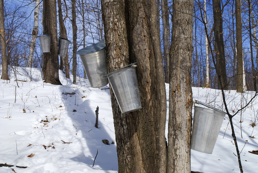 Maple events in Ohio