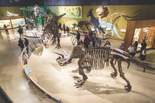 Things to do in Cleveland: Cleveland Museum of Natural History