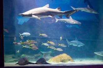Greater Cleveland Aquarium's Fin Fest