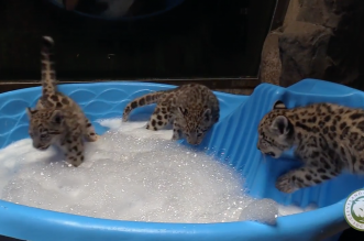 things to do with kids in Cleveland, Ohio