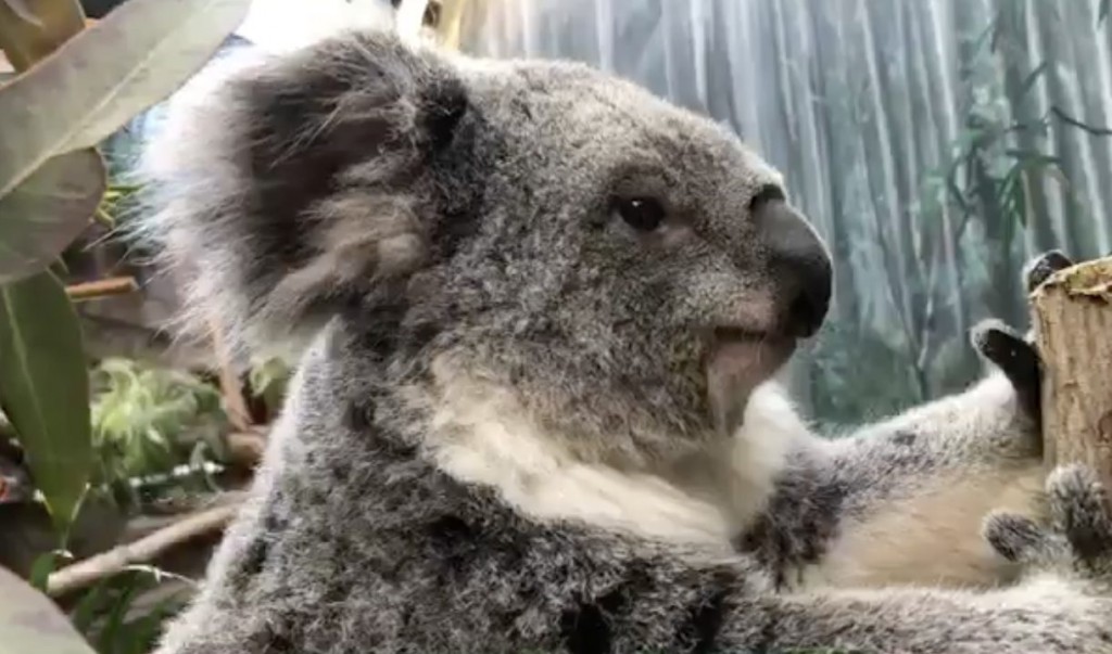 Get Up Close to Koalas with Cleveland Metroparks Zoo