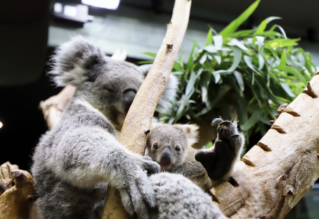 Introducing Cleveland Metroparks Zoo's Baby Koala!