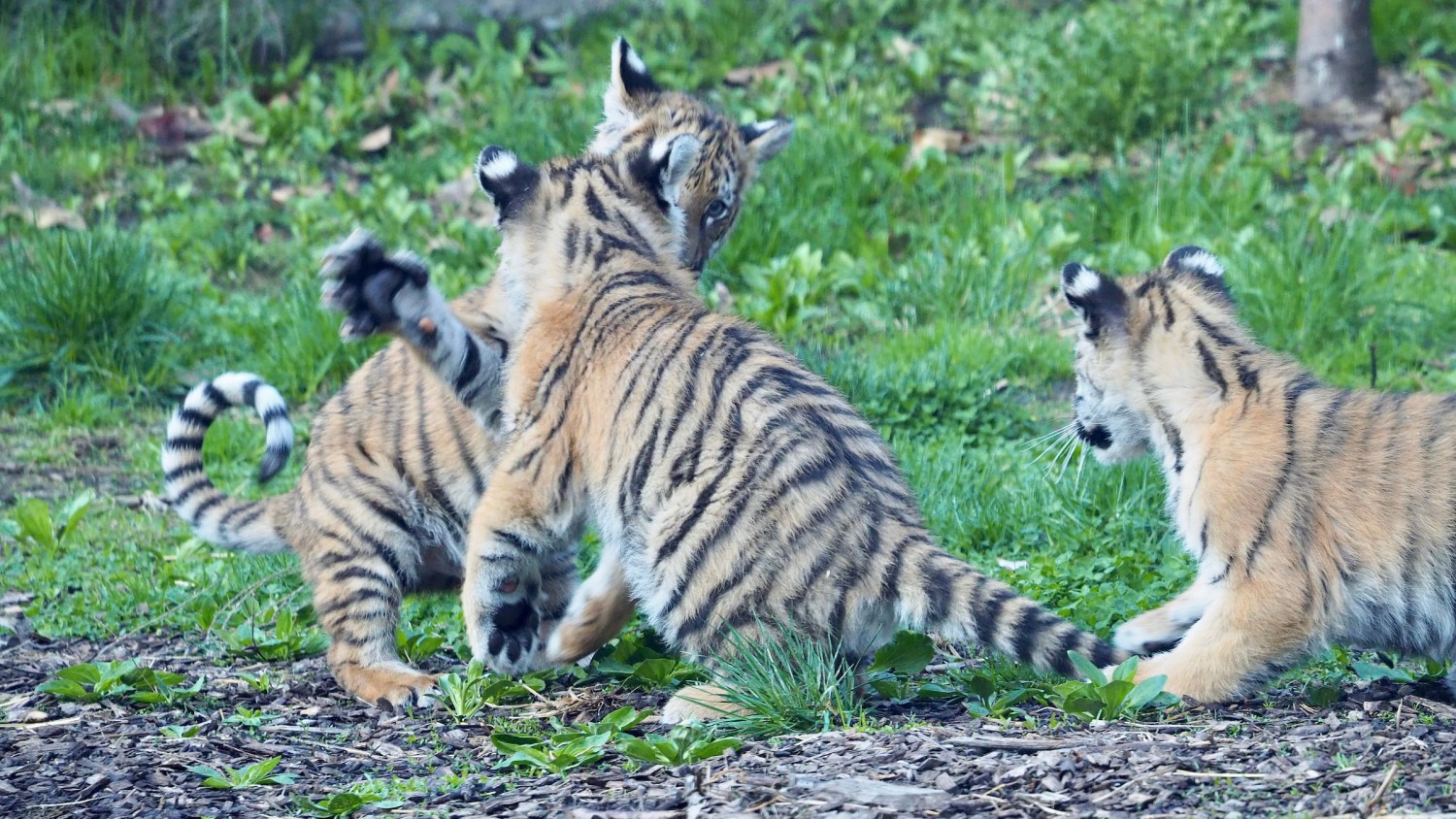 Tiger Cubs at Cleveland Metroparks Zoo Make Public Debut
