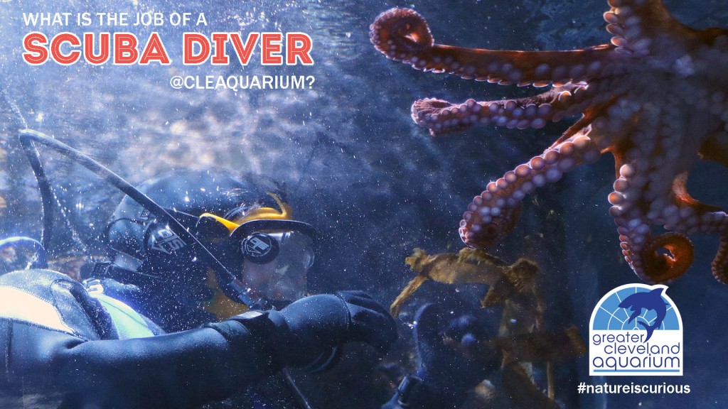 Learn About the Job of a Greater Cleveland Aquarium Diver