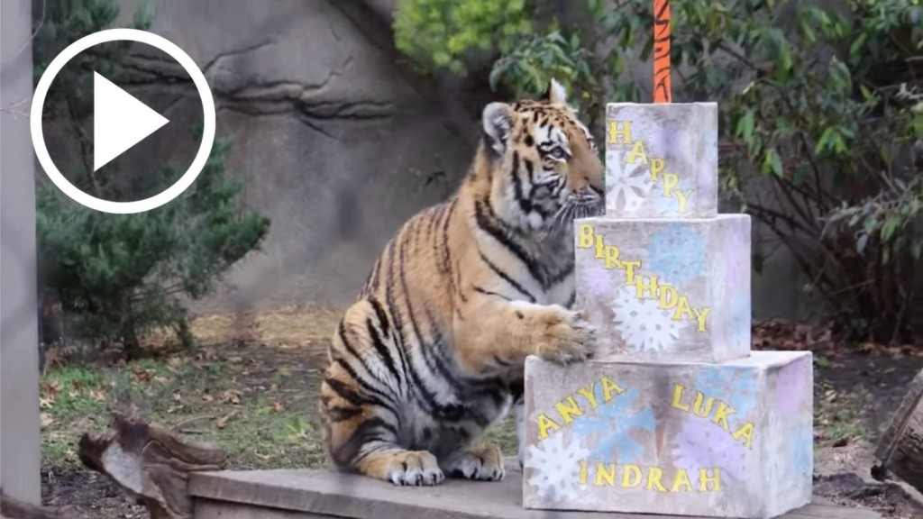 Cleveland Zoo Tiger Cubs' First Birthday