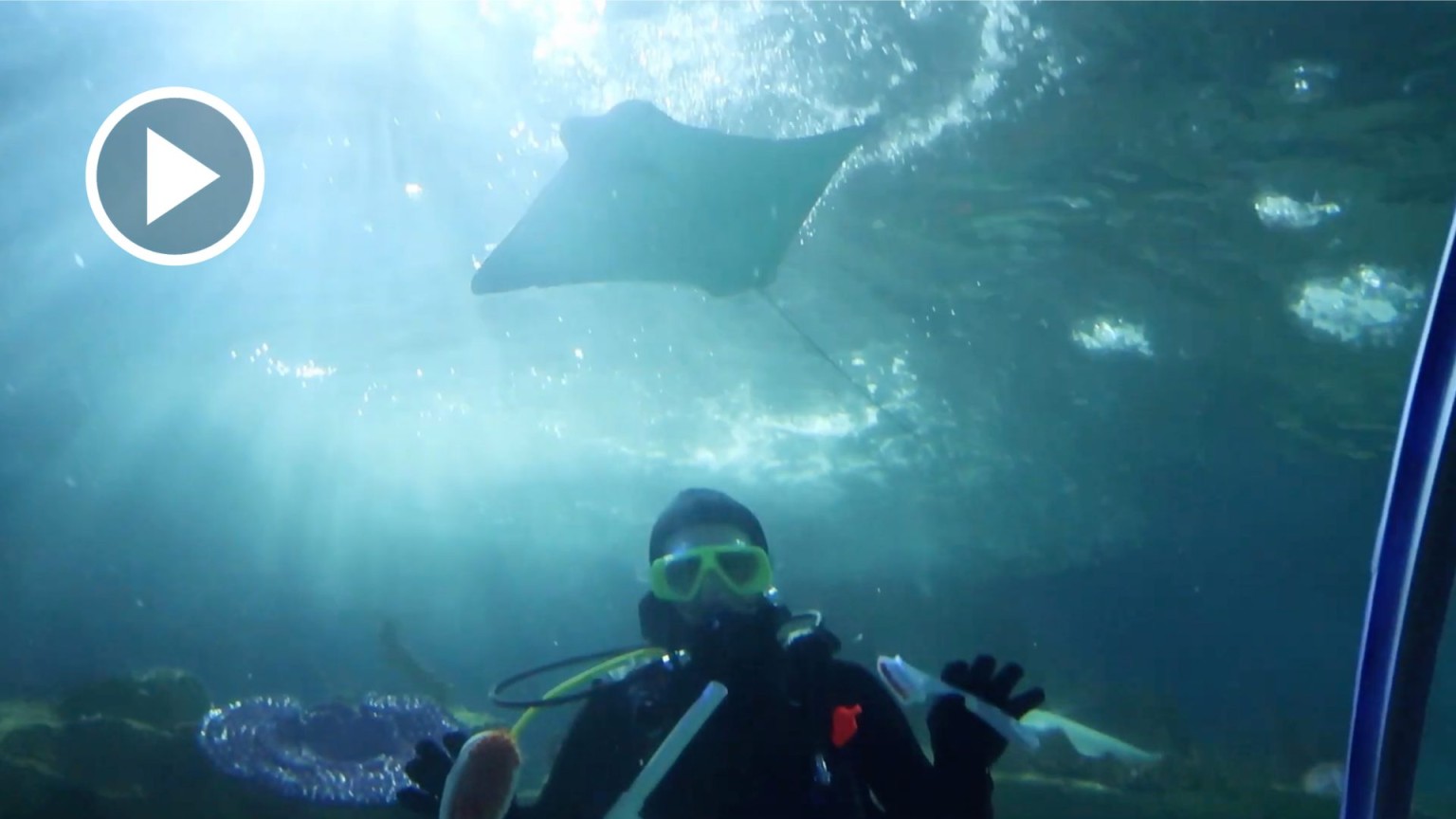 10 Things to Know About Working at an Aquarium