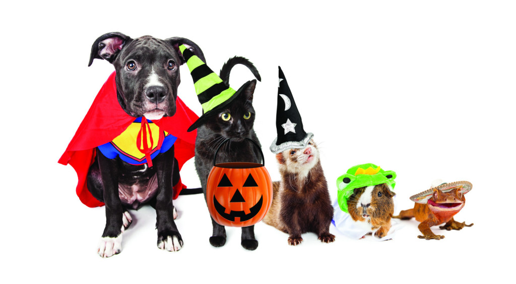 Have a PetTacular Halloween What’s Safe and What’s Not for Your Pet