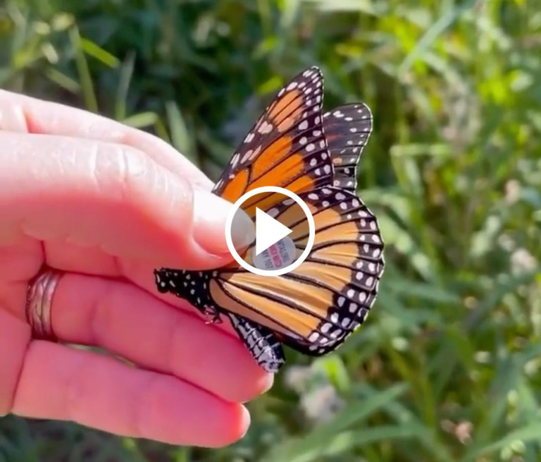Monarch Butterfly Tagging With Cleveland Museum of Natural History