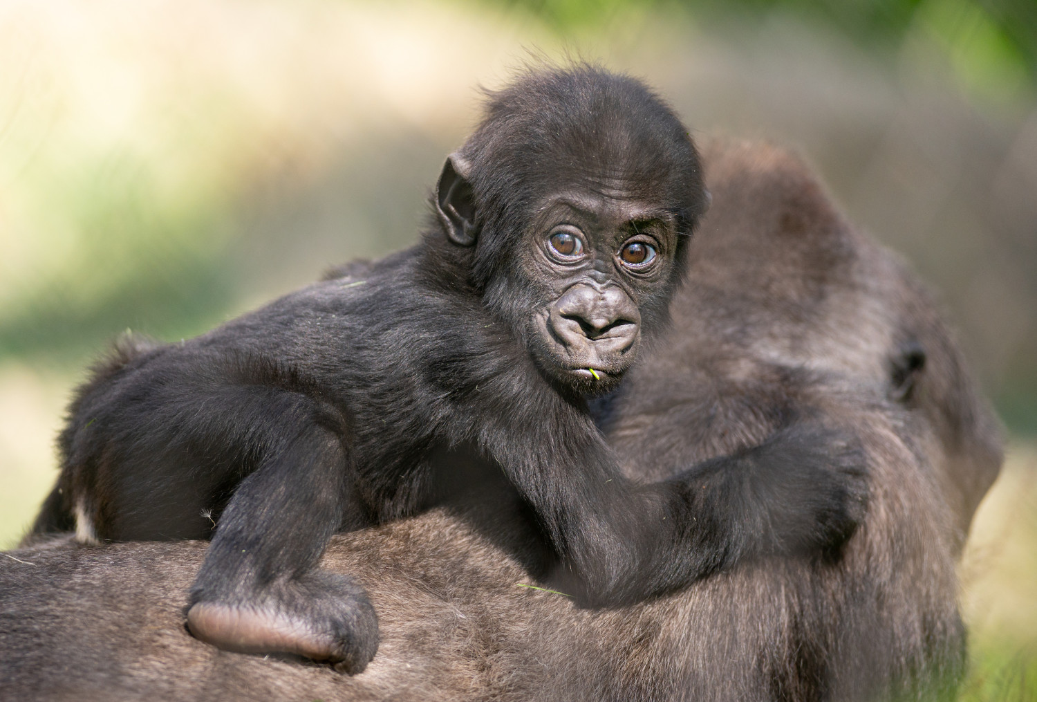 Celebrate Baby Gorilla Kayembe’s 1st Birthday at the Cleveland Zoo