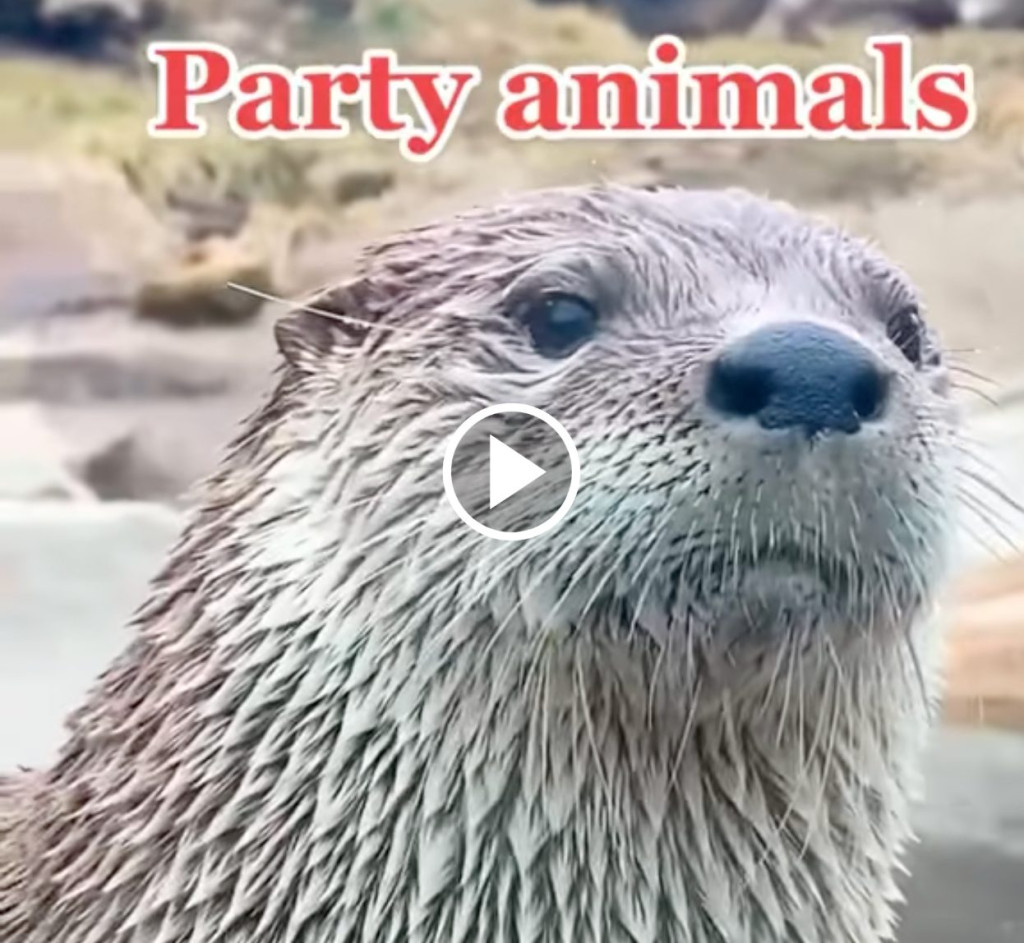 Akron Zoo Animals Celebrate the New Year