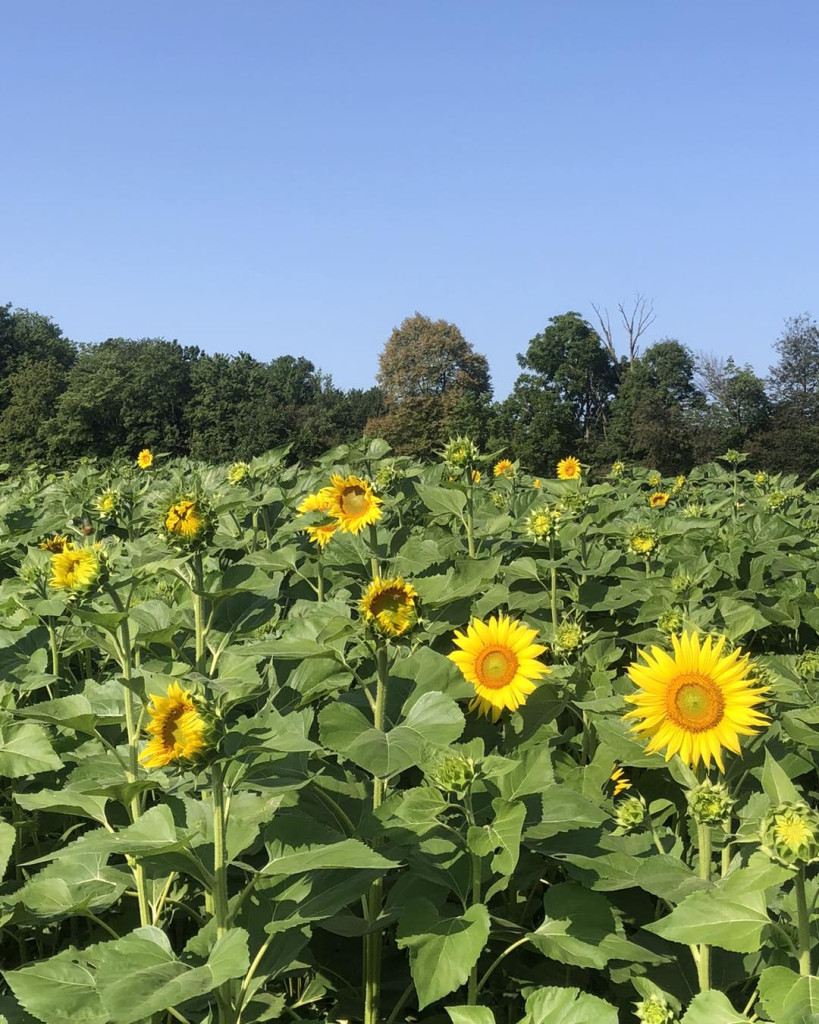 Adventures in Bloom Sunflower Fields to Explore Around Northeast Ohio